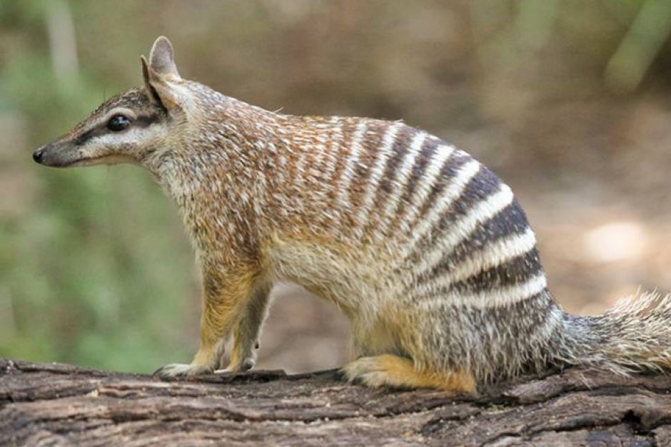 Numbat High Quality Background on Wallpapers Vista