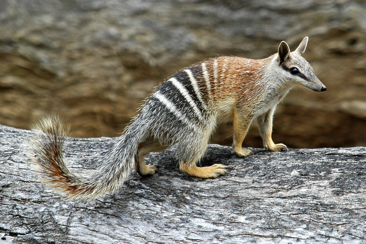 HD Quality Wallpaper | Collection: Animal, 750x500 Numbat
