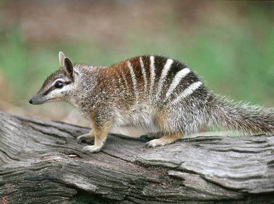 HD Quality Wallpaper | Collection: Animal, 556x414 Numbat