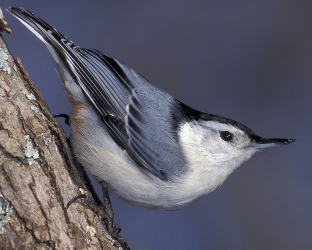 HD Quality Wallpaper | Collection: Animal, 1024x820 Nuthatch