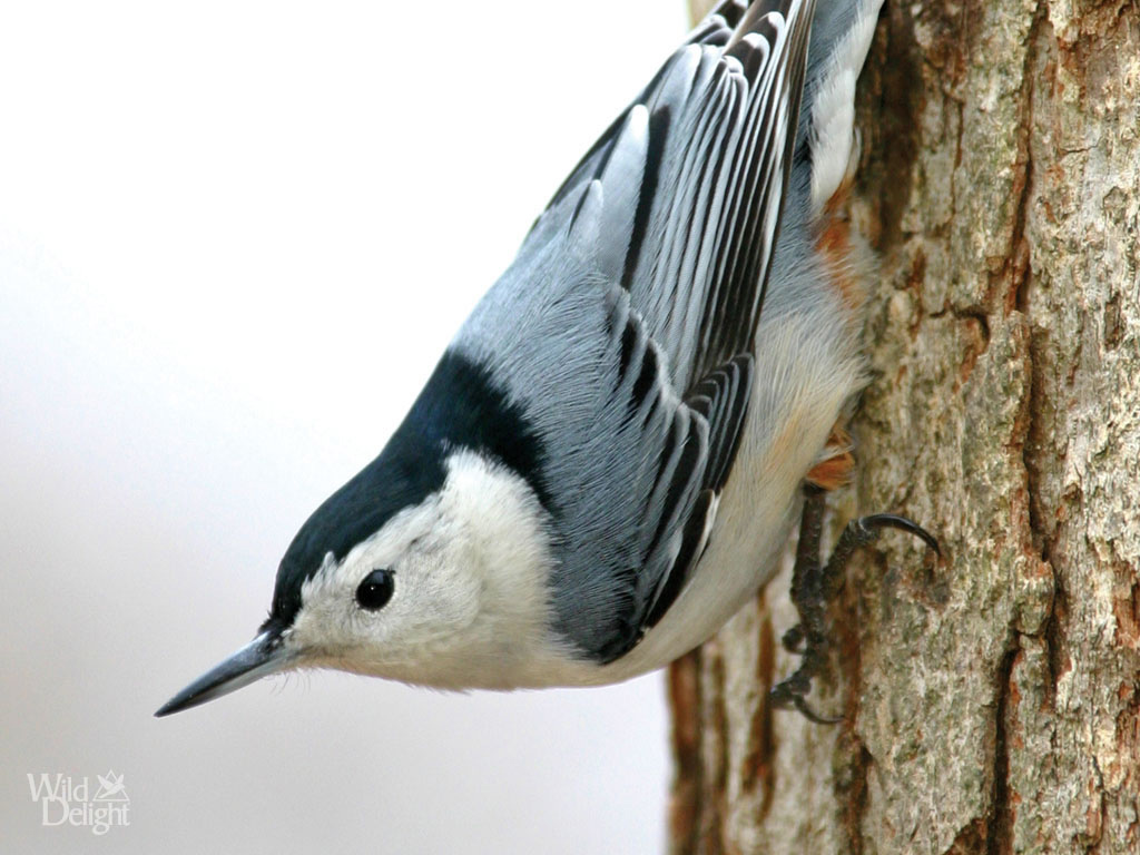 Nuthatch Backgrounds on Wallpapers Vista