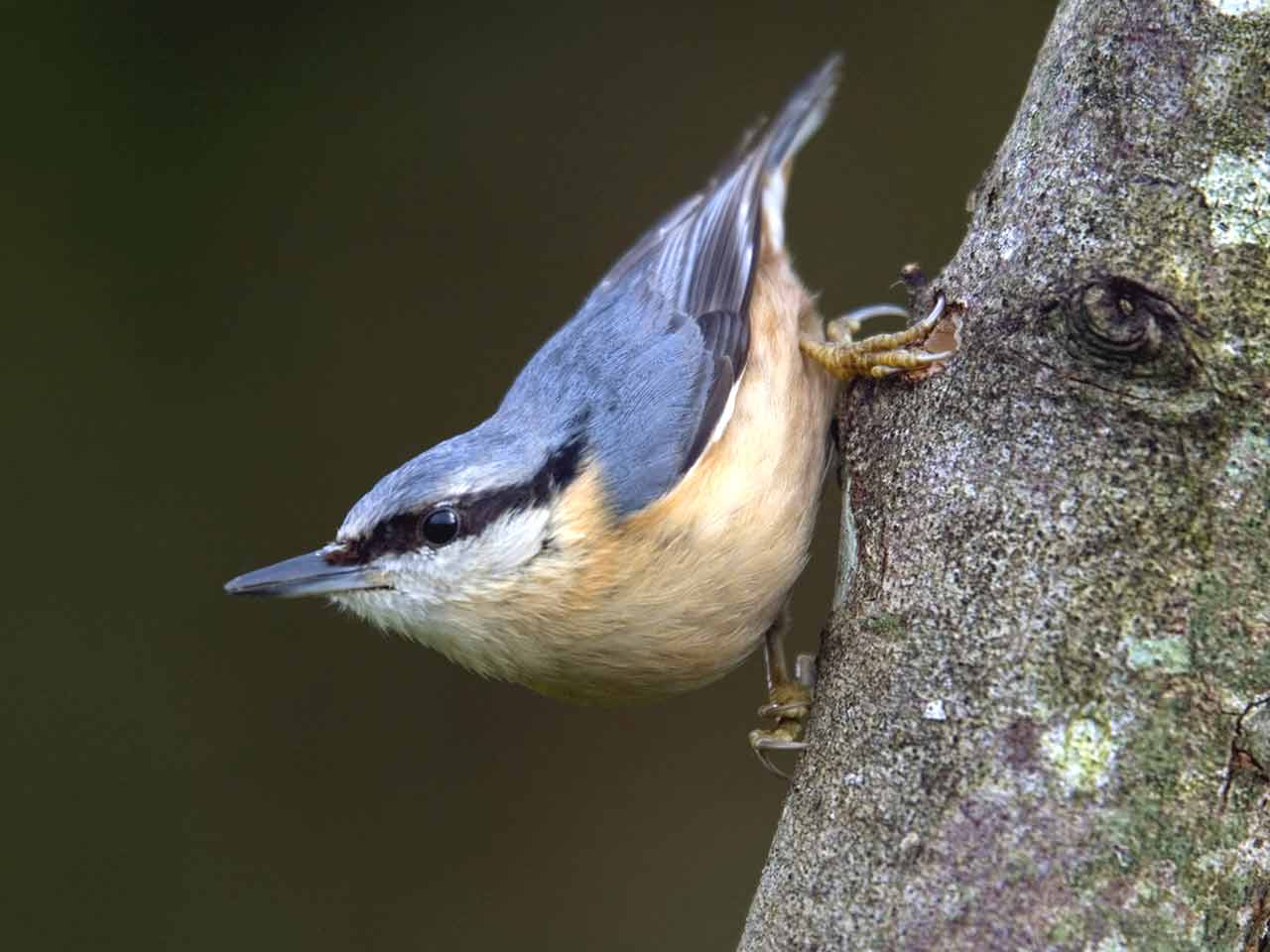 Images of Nuthatch | 1280x960