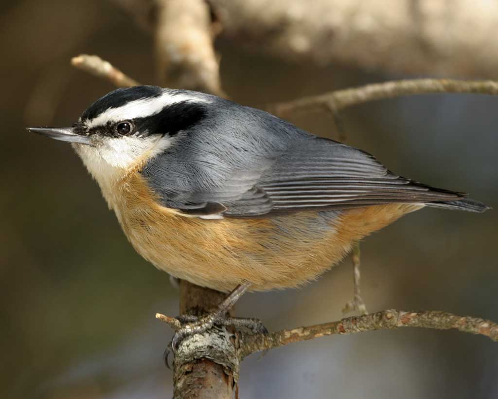 Nuthatch Backgrounds, Compatible - PC, Mobile, Gadgets| 1024x820 px