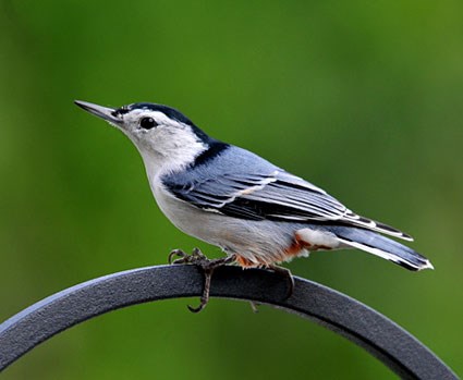 Nuthatch Pics, Animal Collection