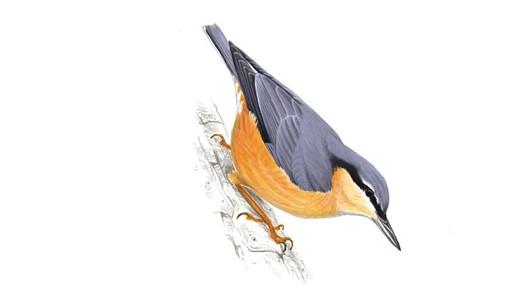 Nuthatch Pics, Animal Collection