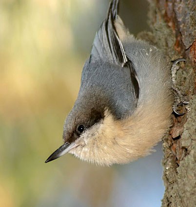 Nuthatch High Quality Background on Wallpapers Vista
