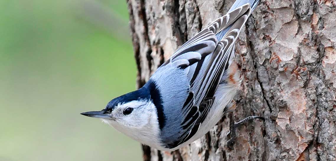 Nice Images Collection: Nuthatch Desktop Wallpapers