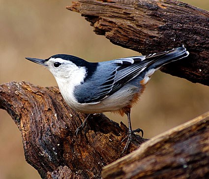 Nuthatch Backgrounds on Wallpapers Vista