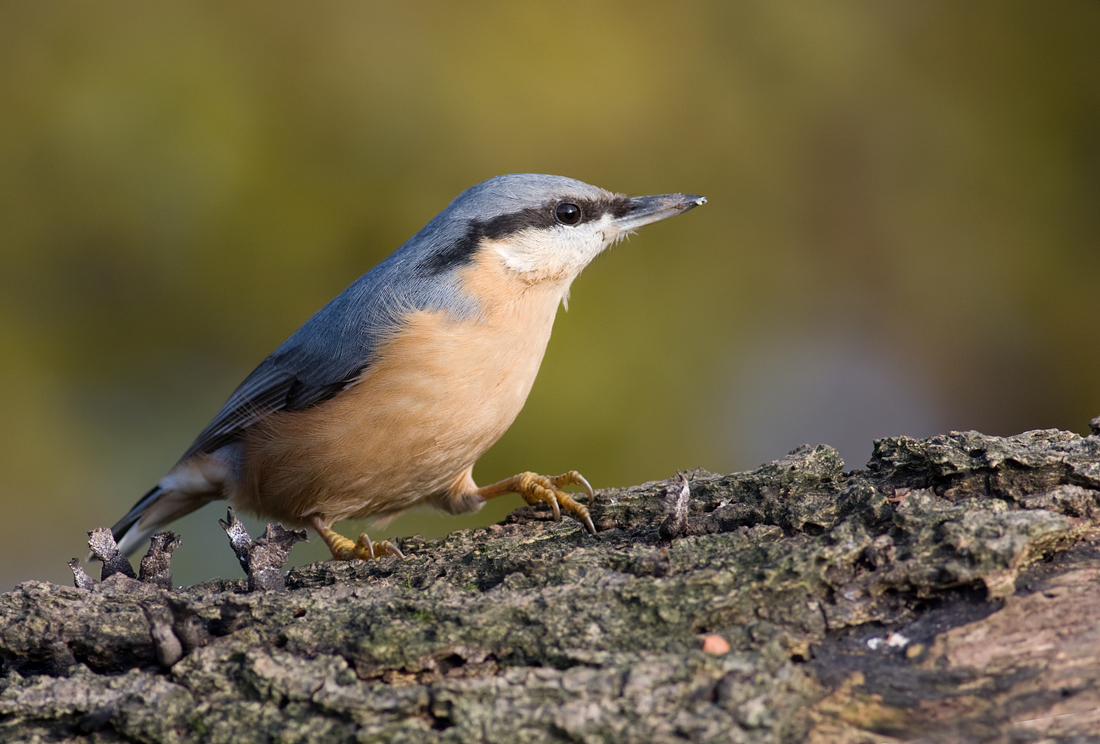 1100x744 > Nuthatch Wallpapers