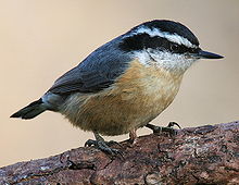 Nuthatch Backgrounds, Compatible - PC, Mobile, Gadgets| 220x170 px