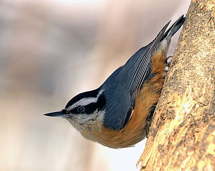 Nice wallpapers Nuthatch 425x339px