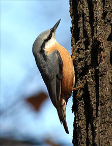 220x287 > Nuthatch Wallpapers
