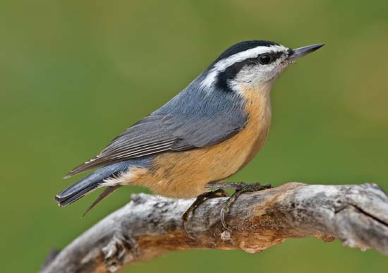 High Resolution Wallpaper | Nuthatch 550x387 px