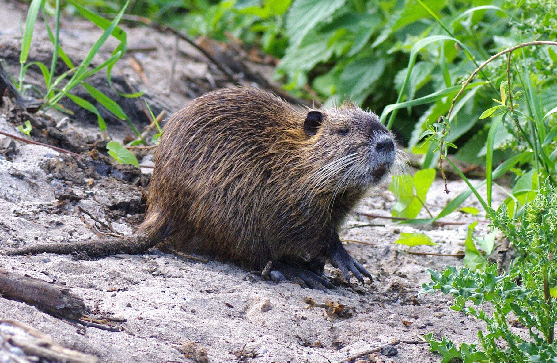 Nice Images Collection: Nutria Desktop Wallpapers