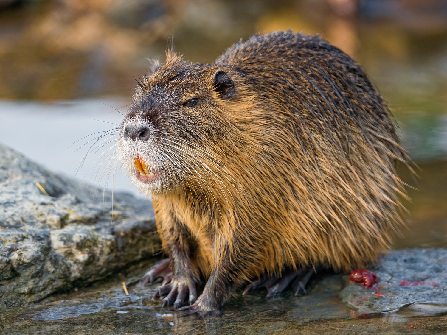 Amazing Nutria Pictures & Backgrounds. 