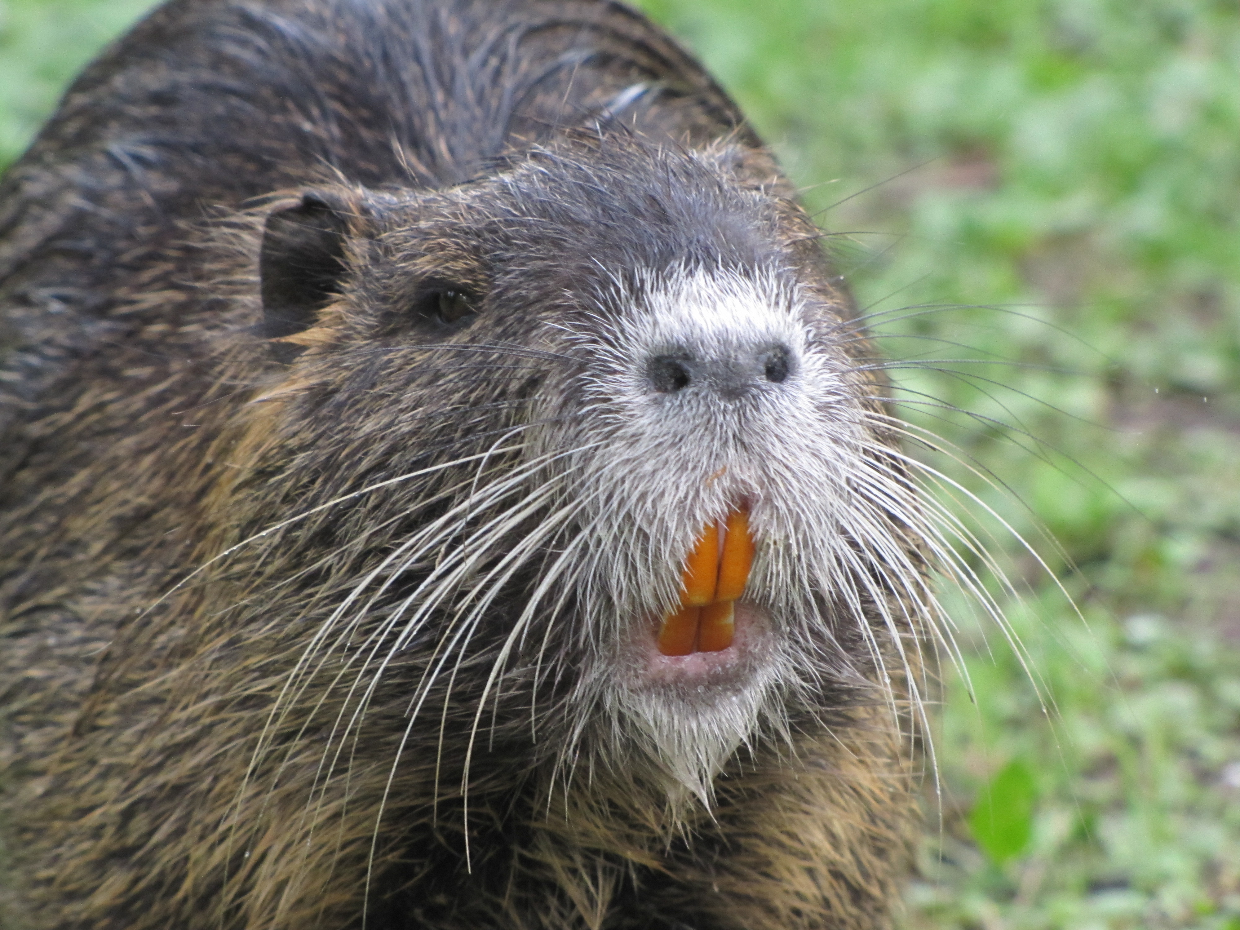 HQ Nutria Wallpapers | File 2634.68Kb