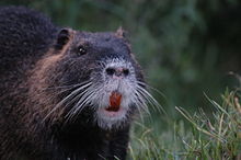 HD Quality Wallpaper | Collection: Animal, 220x146 Nutria
