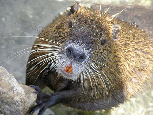 HQ Nutria Wallpapers | File 158.85Kb