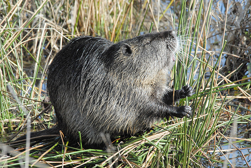 Nutria High Quality Background on Wallpapers Vista