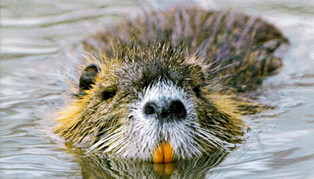 HD Quality Wallpaper | Collection: Animal, 450x257 Nutria