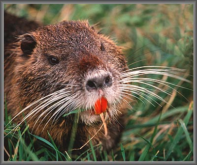 Nutria High Quality Background on Wallpapers Vista