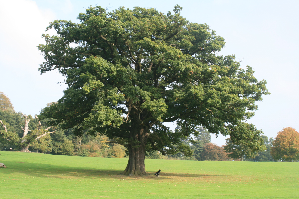 Images of Oak Tree | 1200x800
