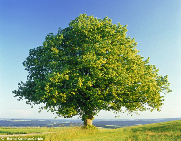 HD Quality Wallpaper | Collection: Earth, 634x495 Oak Tree