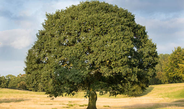 Images of Oak Tree | 590x350