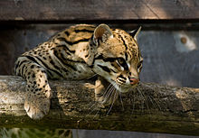 Ocelot High Quality Background on Wallpapers Vista