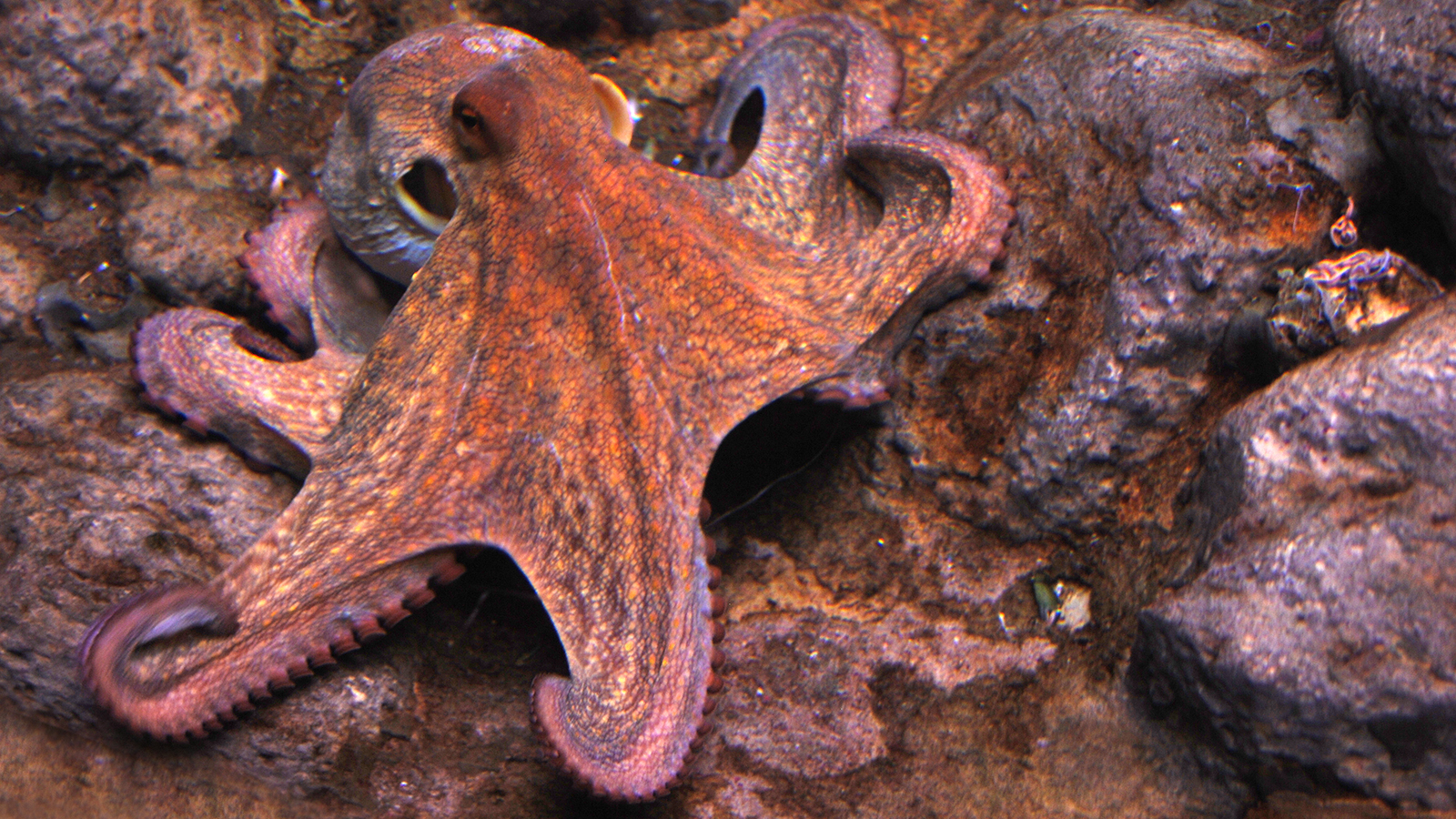 Nice Images Collection: Octopus Desktop Wallpapers