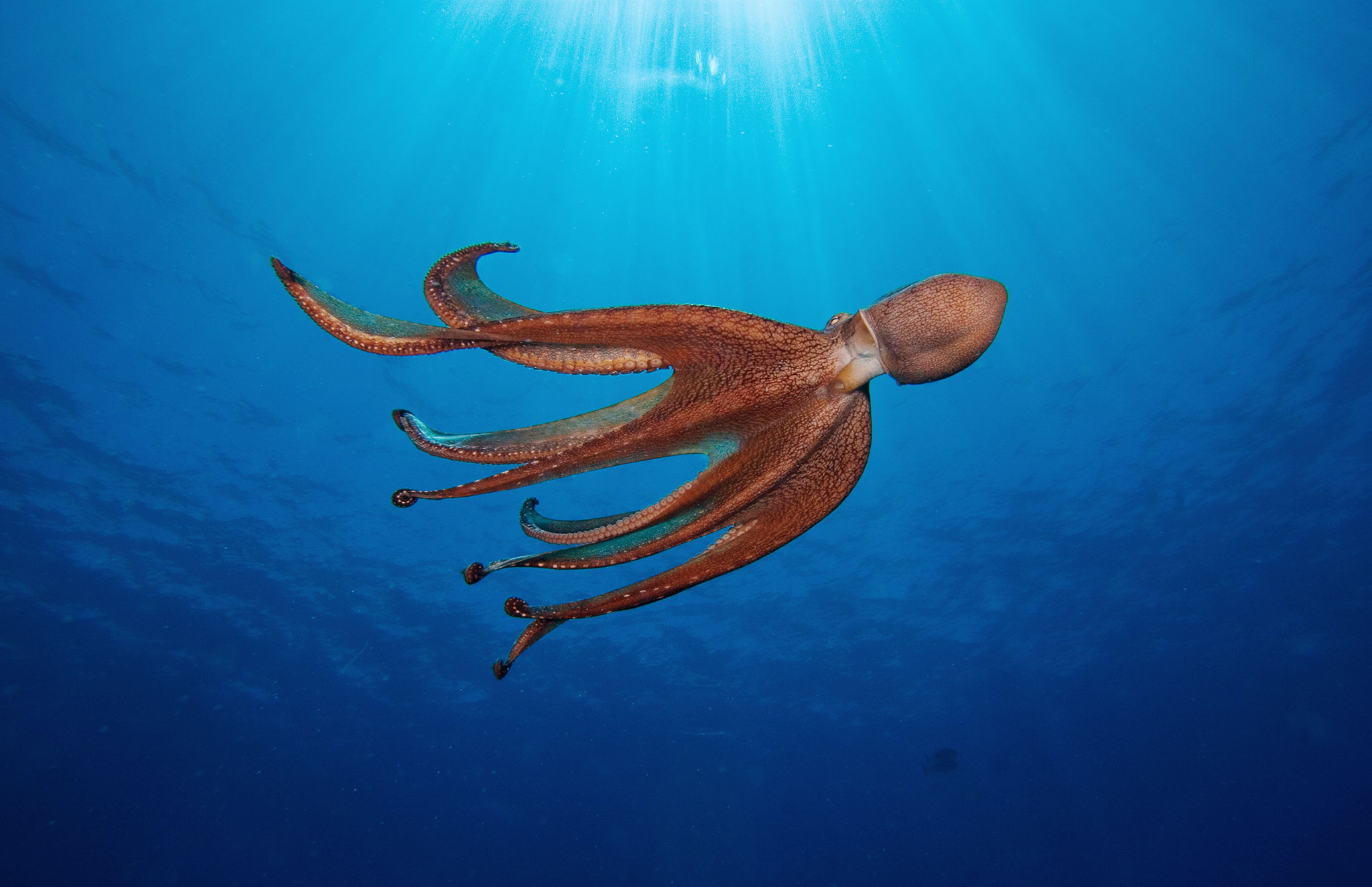 HD Quality Wallpaper | Collection: Animal, 2048x1325 Octopus