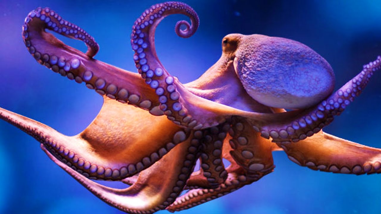 Octopus High Quality Background on Wallpapers Vista