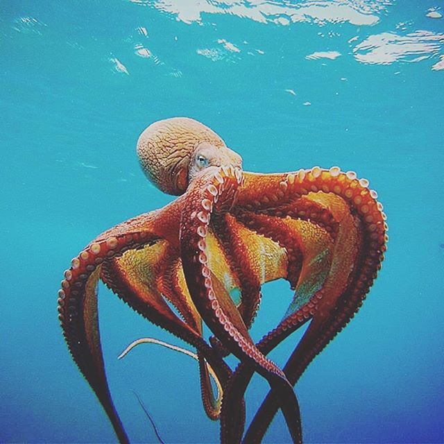 Octopus #5