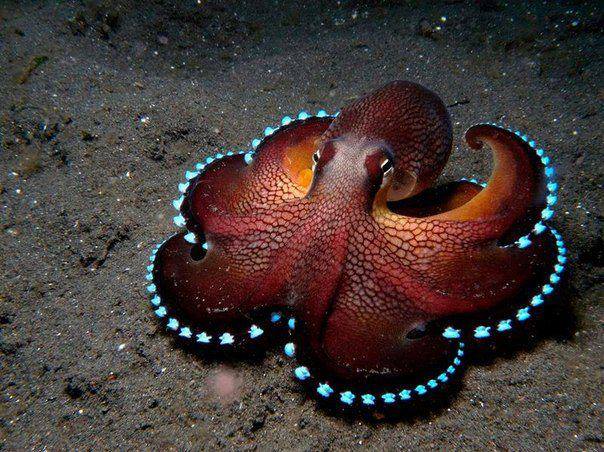 Octopus #10