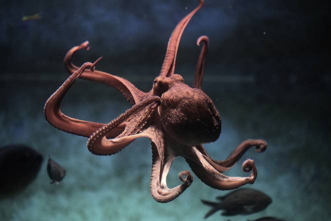 Octopus Backgrounds on Wallpapers Vista