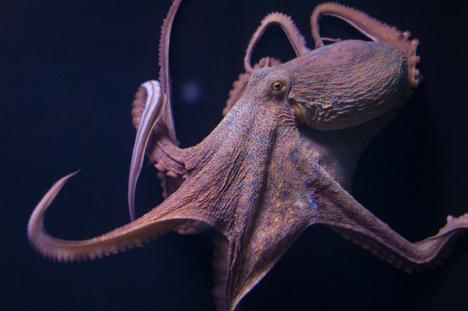Octopus #3