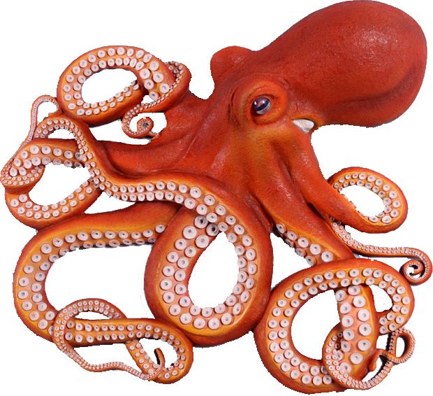 Images of Octopus | 620x566