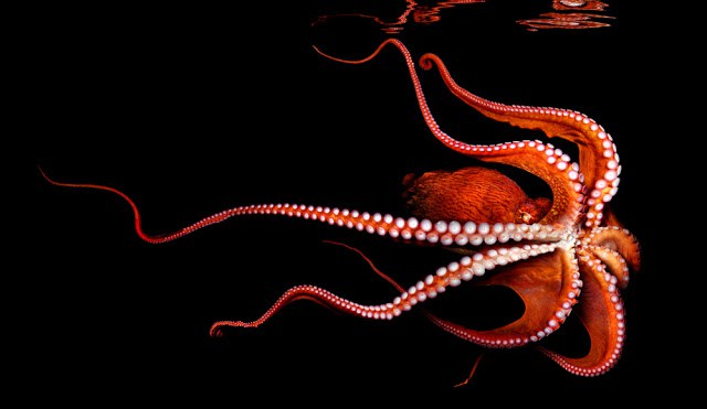 Octopus #11