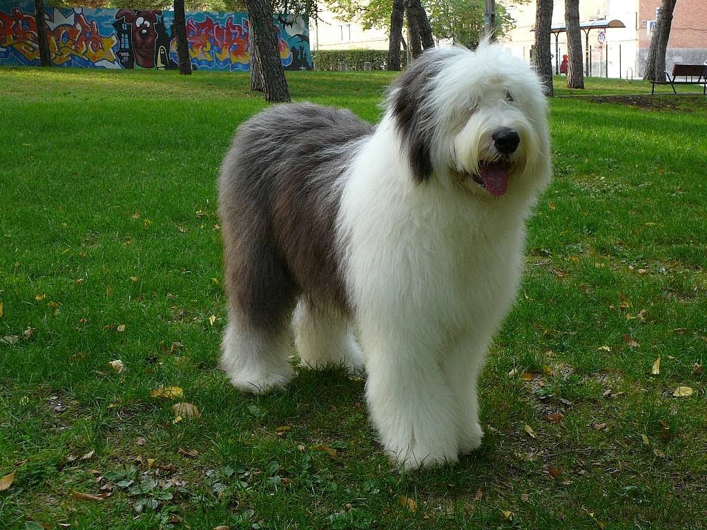 Nice Images Collection: Old English Sheepdog Desktop Wallpapers