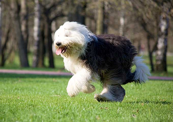 Nice Images Collection: Old English Sheepdog Desktop Wallpapers
