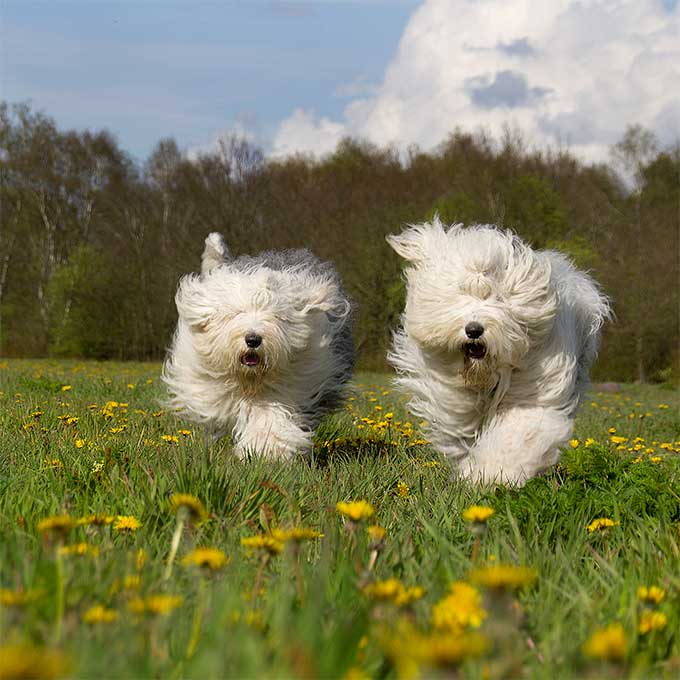 Nice wallpapers Old English Sheepdog 680x680px