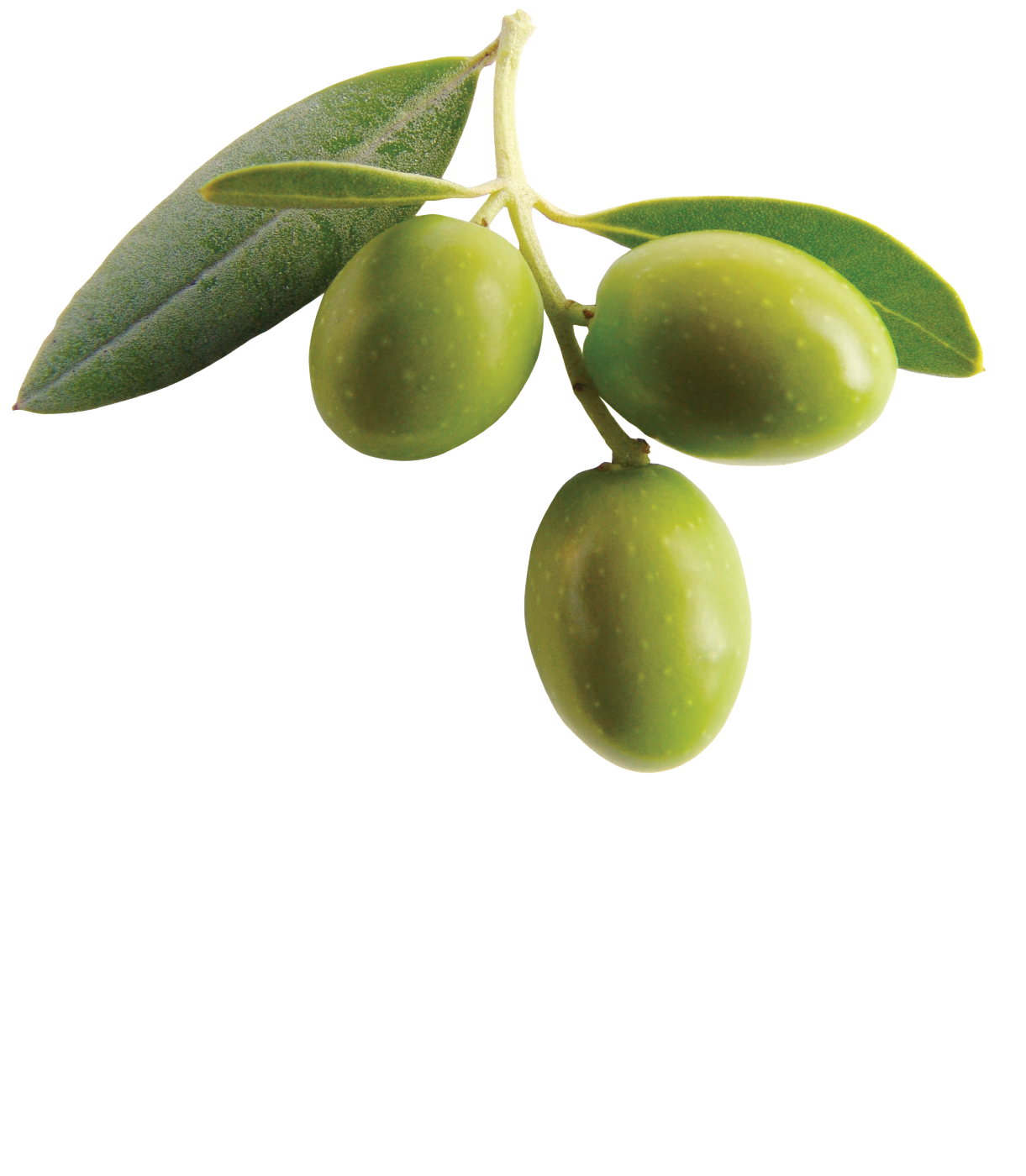 Olive #19