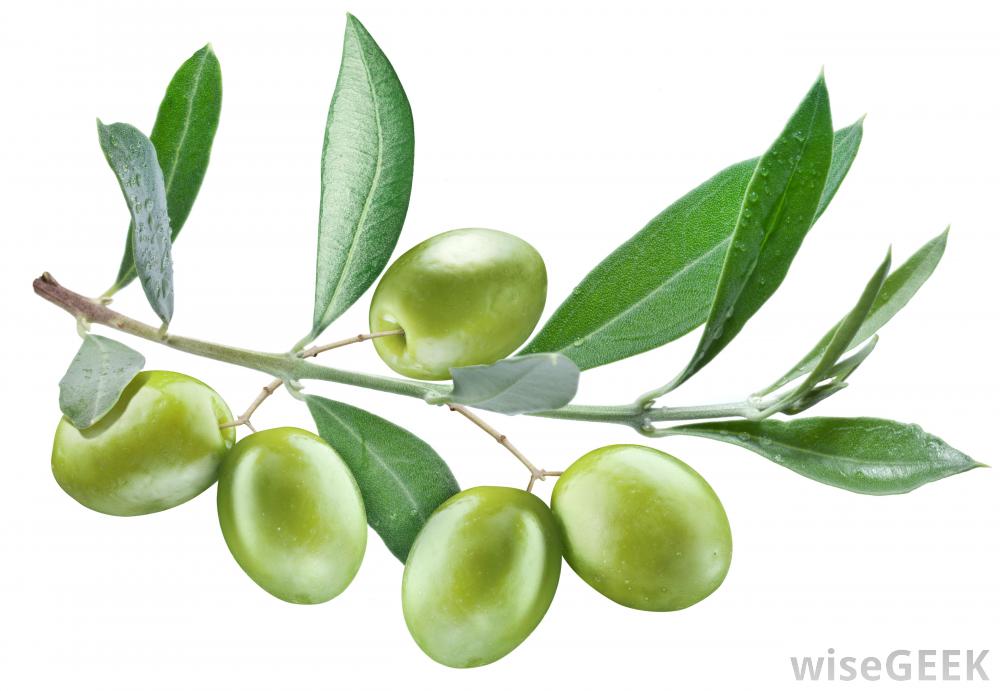 Olive #5