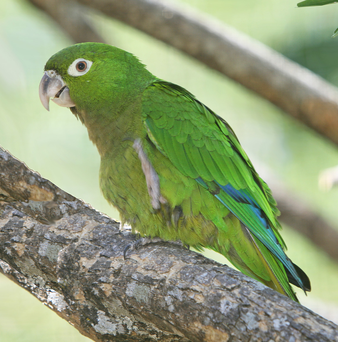Olive-Throated Parakeet #27