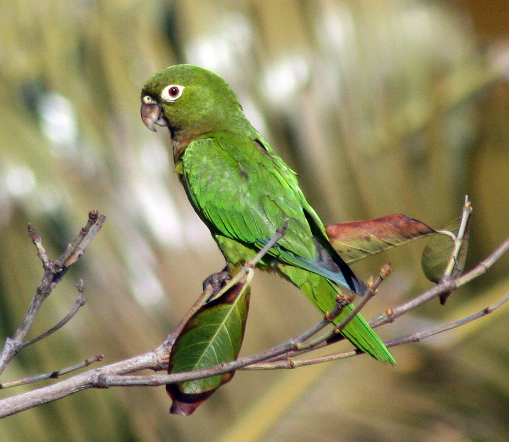 Olive-Throated Parakeet #26