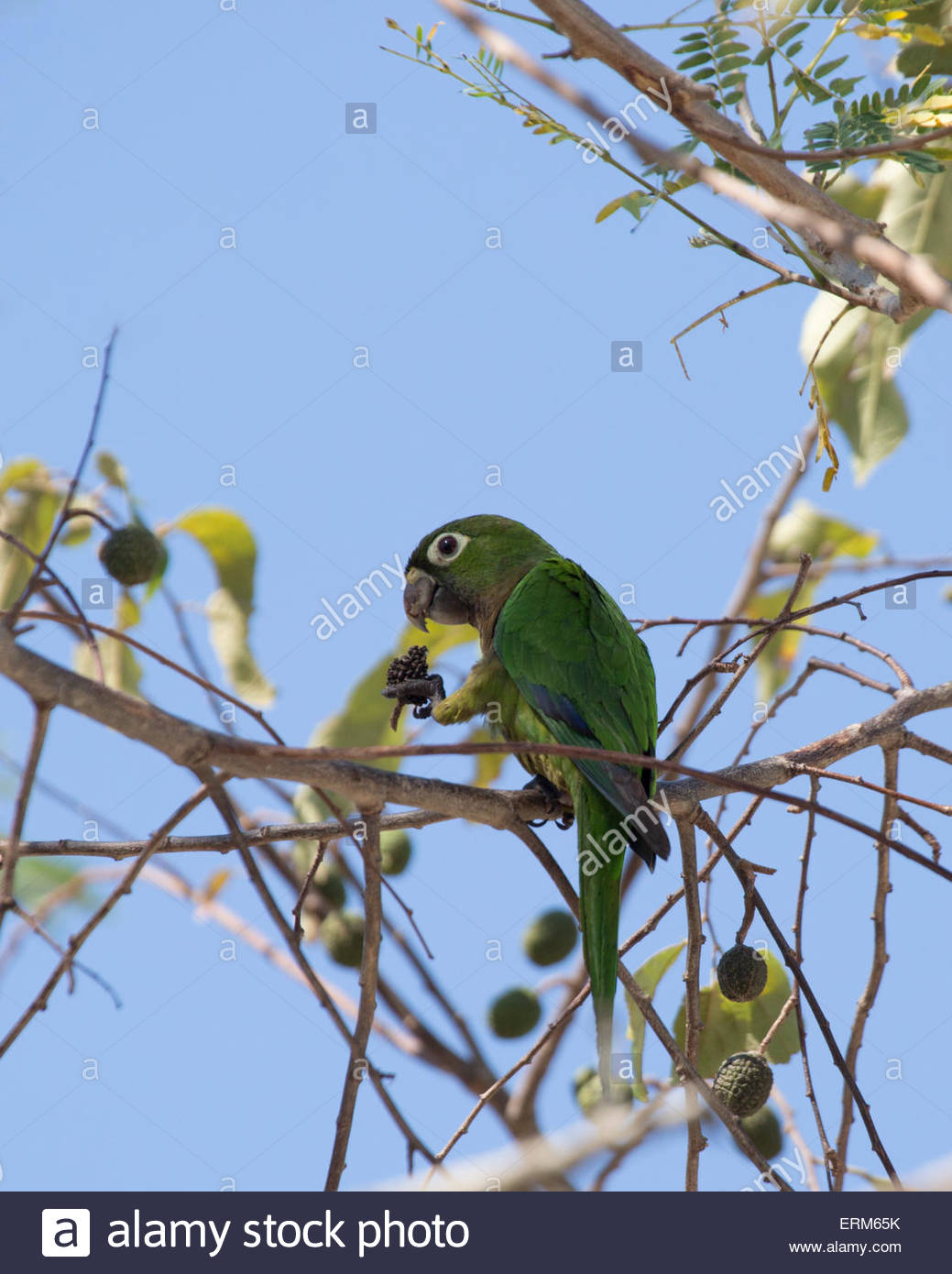 Olive-Throated Parakeet #25