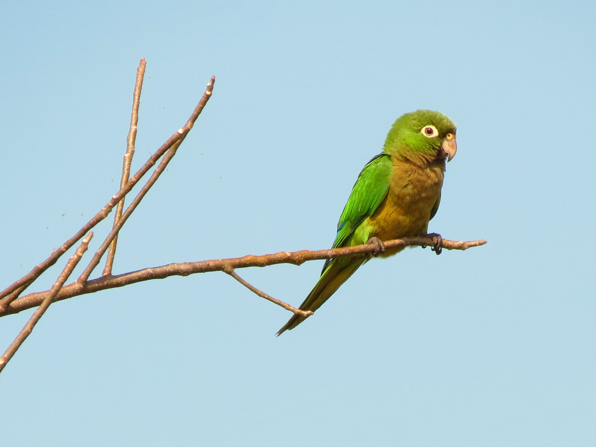 Olive-Throated Parakeet #18