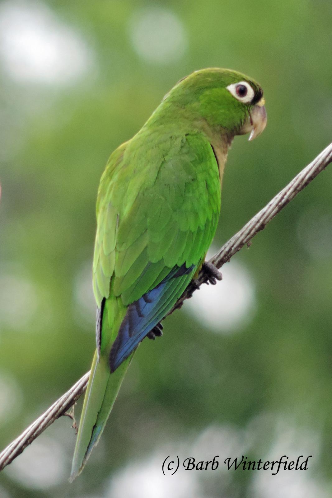 Olive-Throated Parakeet #20