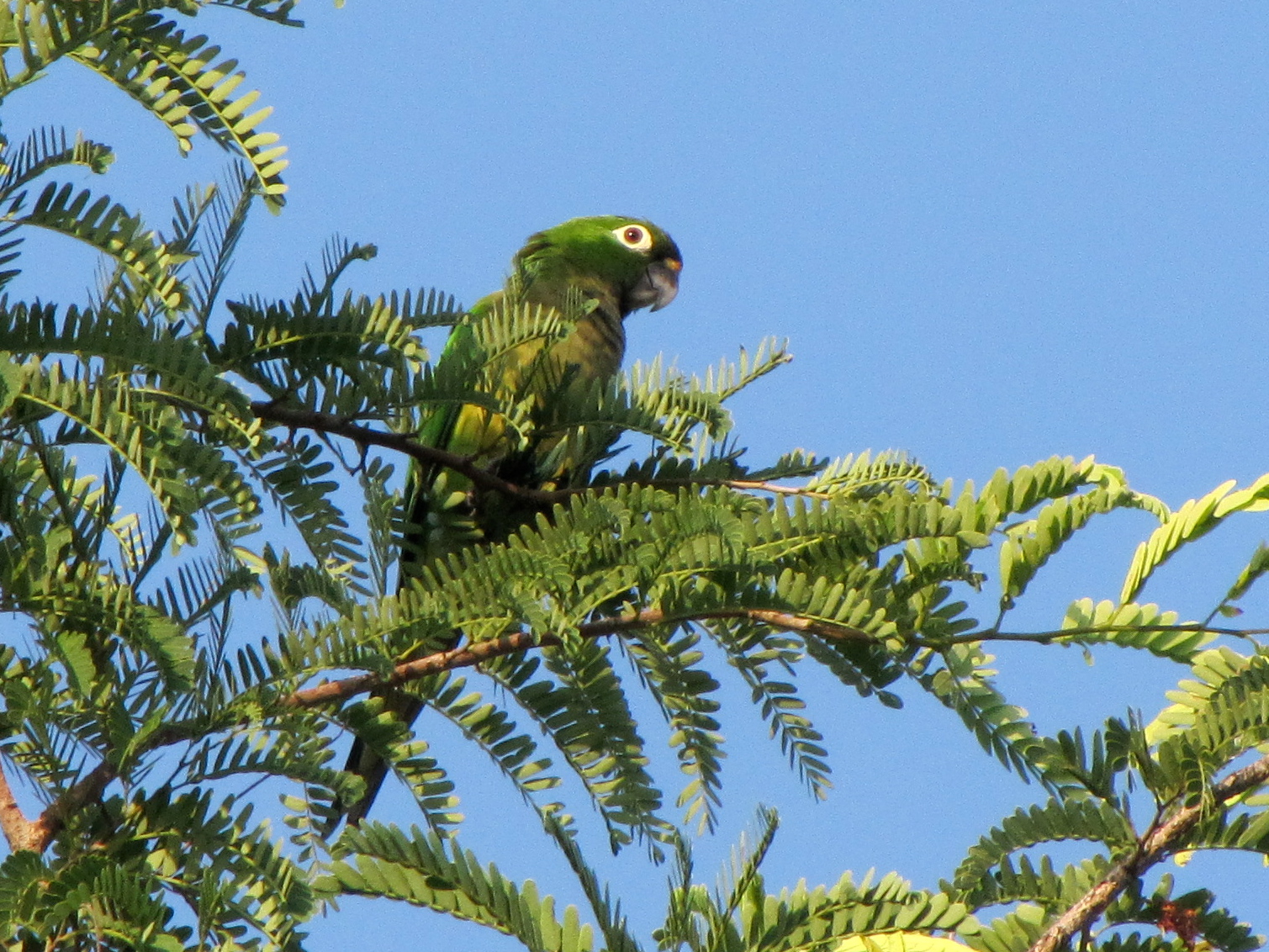 Olive-Throated Parakeet #19
