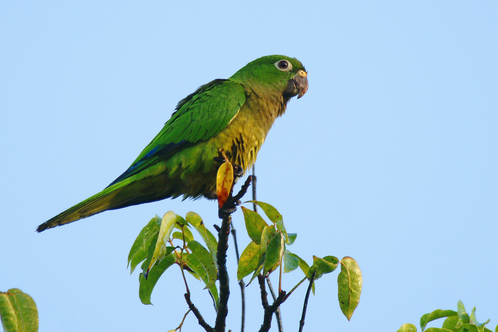 1024x683 > Olive-Throated Parakeet Wallpapers